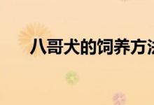 八哥犬的飼養(yǎng)方法（養(yǎng)八哥犬的方法）