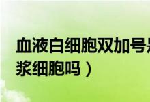 血液白細(xì)胞雙加號是什么意思（效應(yīng)b細(xì)胞是漿細(xì)胞嗎）