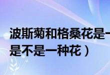 波斯菊和格?；ㄊ且环N花嗎（波斯菊和格?；ㄊ遣皇且环N花）