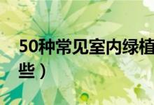50種常見室內(nèi)綠植（50種常見室內(nèi)綠植是哪些）