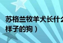 蘇格蘭牧羊犬長什么樣（蘇格蘭牧羊犬是什么樣子的狗）