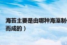 海苔主要是由哪種海藻制作而成的（海苔主要是由紫菜制作而成的）