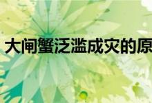 大閘蟹泛濫成災(zāi)的原因（物種入侵是其根源）