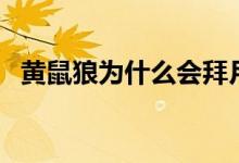 黃鼠狼為什么會拜月（黃鼠狼是什么動物）
