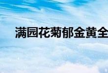 滿園花菊郁金黃全詩（滿園花菊郁金黃）