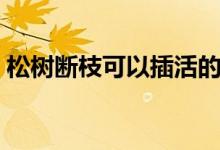 松樹斷枝可以插活的方法（松樹枝扦插生根）
