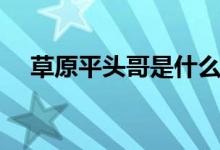 草原平頭哥是什么動(dòng)物（蜜獾相關(guān)介紹）