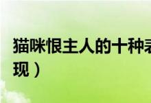 貓咪恨主人的十種表現(xiàn)（貓咪恨主人有哪些表現(xiàn)）