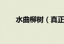 水曲柳樹(shù)（真正的水曲柳家具價(jià)位）