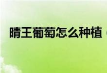 晴王葡萄怎么種植（晴王葡萄的種植方法）