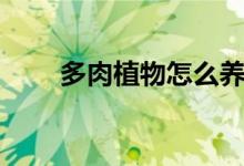 多肉植物怎么養(yǎng)（必須小心這幾點）
