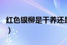 紅色銀柳是干養(yǎng)還是水培（干養(yǎng)水培效果不同）