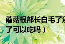 蘑菇根部長(zhǎng)白毛了還能吃嗎（蘑菇根部長(zhǎng)白毛了可以吃嗎）