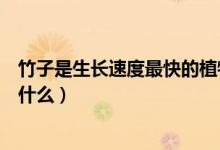 竹子是生長速度最快的植物（竹子是生長速度最快的植物為什么）