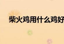 柴火雞用什么雞好（柴火雞用哪種雞好）