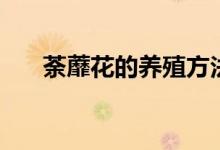 荼蘼花的養(yǎng)殖方法介紹（荼蘼怎么養(yǎng)）