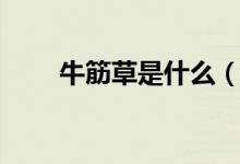 牛筋草是什么（關(guān)于牛筋草的簡介）