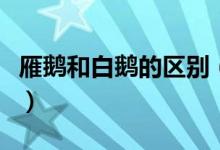 雁鵝和白鵝的區(qū)別（雁鵝和白鵝的區(qū)別是什么）