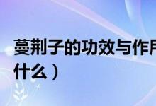 蔓荊子的功效與作用（蔓荊子的功效與作用是什么）
