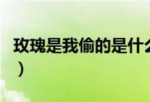 玫瑰是我偷的是什么意思（玫瑰是我偷的歌詞）