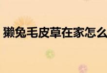 獺兔毛皮草在家怎么洗（怎么洗獺兔毛皮草）