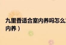 九里香適合室內(nèi)養(yǎng)嗎怎么才能養(yǎng)好九里香（九里香能不能室內(nèi)養(yǎng)）