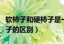 軟柿子和硬柿子是一個(gè)品種嗎（軟柿子和硬柿子的區(qū)別）