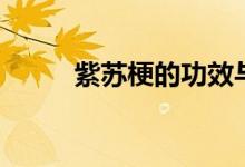 紫蘇梗的功效與作用（紫蘇介紹）
