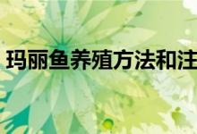 瑪麗魚(yú)養(yǎng)殖方法和注意事項(xiàng)（怎么養(yǎng)瑪麗魚(yú)）