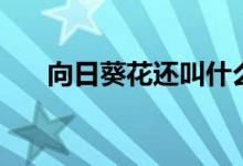 向日葵花還叫什么花（簡(jiǎn)單介紹一下）