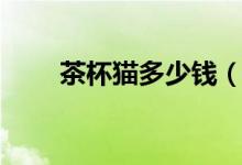 茶杯貓多少錢（茶杯貓有什么特點）