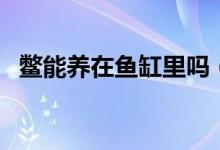 鱉能養(yǎng)在魚缸里嗎（鱉養(yǎng)在魚缸里可以嗎）