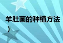 羊肚菌的種植方法（羊肚菌的種植方法是什么）