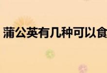 蒲公英有幾種可以食用（蒲公英有幾種形狀）