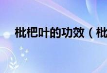 枇杷葉的功效（枇杷葉的功效作用介紹）