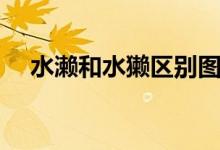 水瀨和水獺區(qū)別圖片（水瀨和水獺區(qū)別）