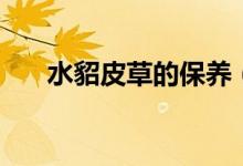 水貂皮草的保養(yǎng)（水貂皮草如何保養(yǎng)）