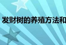 發(fā)財(cái)樹的養(yǎng)殖方法和注意事項(xiàng)（你知道多少）