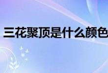 三花聚頂是什么顏色（三花聚頂是什么意思）