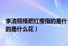 李清照綠肥紅瘦指的是什么季節(jié)的景色（李清照綠肥紅瘦指的是什么花）