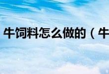 牛飼料怎么做的（牛吃的精飼料主要是什么）