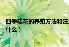 四季桂花的養(yǎng)殖方法和注意事項（如何養(yǎng)殖四季桂花要注意什么）