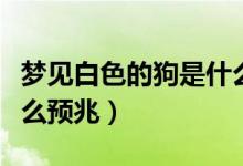 夢(mèng)見(jiàn)白色的狗是什么意思（夢(mèng)見(jiàn)白色的狗是什么預(yù)兆）