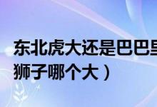 東北虎大還是巴巴里獅子大（東北虎大巴巴里獅子哪個(gè)大）
