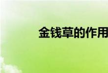 金錢草的作用（作用有哪些呢）