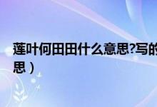 蓮葉何田田什么意思?寫(xiě)的是什么季節(jié)?（蓮葉何田田什么意思）