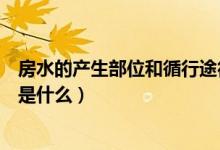 房水的產(chǎn)生部位和循行途徑是什么（房水的產(chǎn)生和循行途徑是什么）