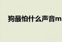 狗最怕什么聲音mp3（狗最怕什么聲音）
