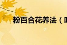 粉百合花養(yǎng)法（叫你如何養(yǎng)粉百合花）