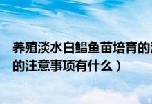 養(yǎng)殖淡水白鯧魚苗培育的注意事項(xiàng)（養(yǎng)殖淡水白鯧魚苗培育的注意事項(xiàng)有什么）